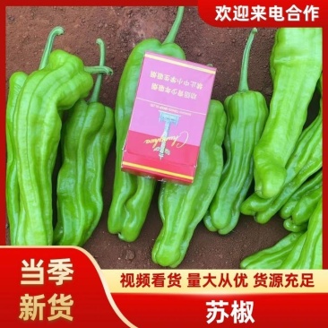 精品苏椒大量上市，产地直发，品质保证，诚信经营