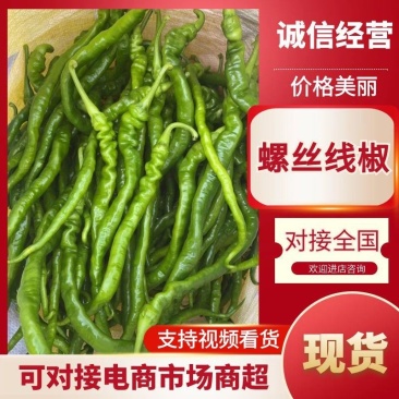 徐闻螺丝线椒，全国发货，保质保量，量大从优，欢迎选购