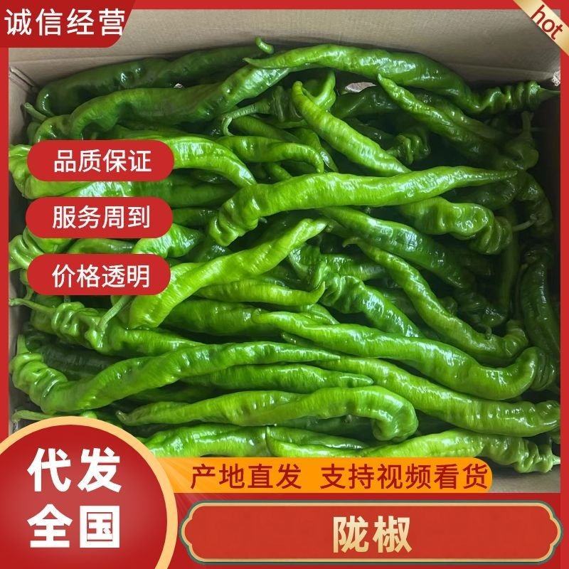 【陇椒】广东鲜辣椒大量上货，品种齐全，量大从优，诚信经营