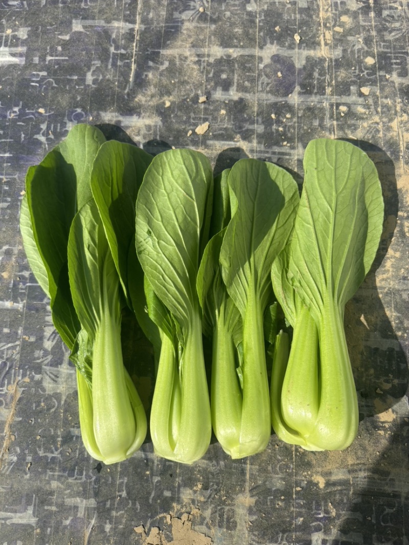 食品厂上海青大量有货价格美丽支持线上交易保障