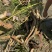 云南上千亩莲藕苗种植基地批发莲藕可实地考察随到随装