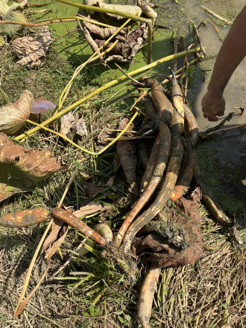 云南上千亩莲藕苗种植基地批发莲藕可实地考察随到随装