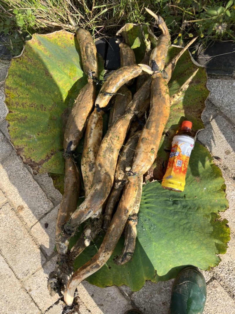云南上千亩莲藕苗种植基地批发莲藕可实地考察随到随装