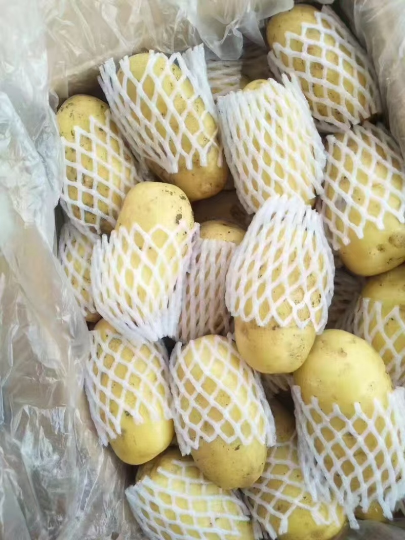 【优选】内蒙古精品黄心土豆货源充足量大从优欢迎选购
