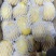 【优选】内蒙古精品黄心土豆货源充足量大从优欢迎选购