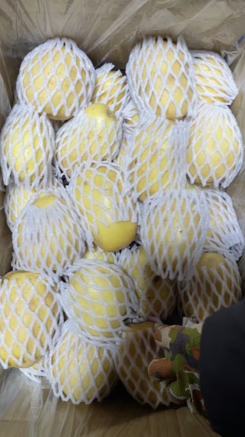 【优选】内蒙古精品黄心土豆货源充足量大从优欢迎选购