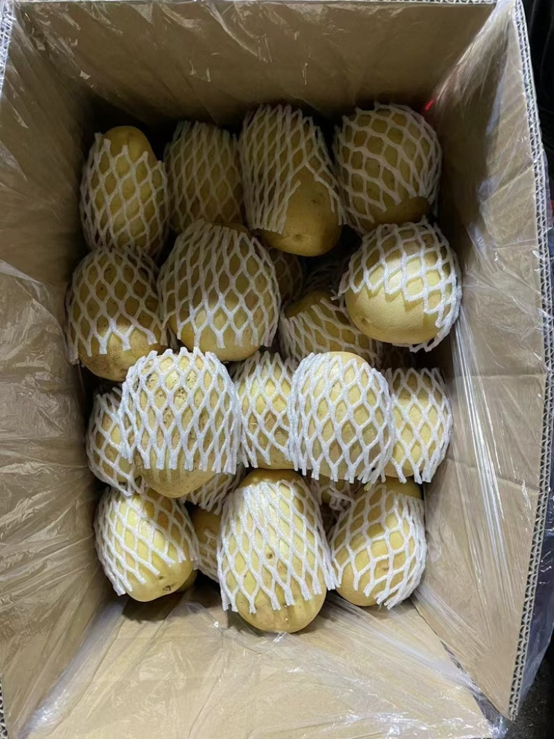 【优选】内蒙古精品黄心土豆货源充足量大从优欢迎选购