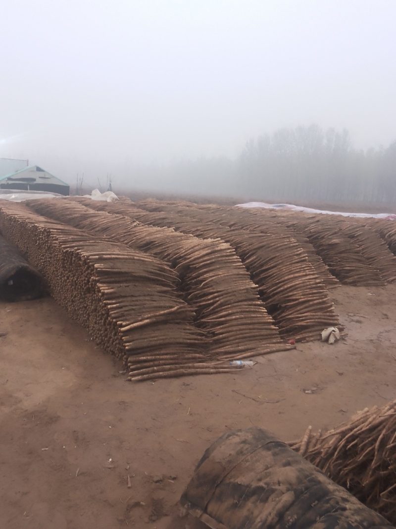 双棒麻山药小白嘴紫药