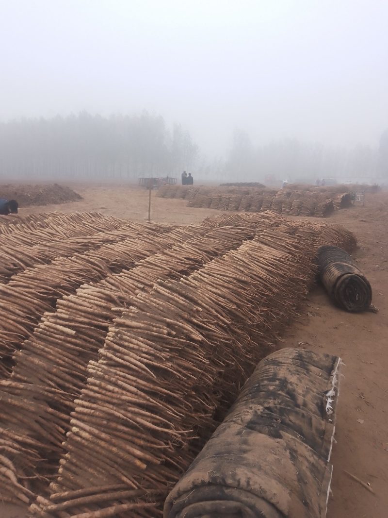 双棒麻山药小白嘴紫药