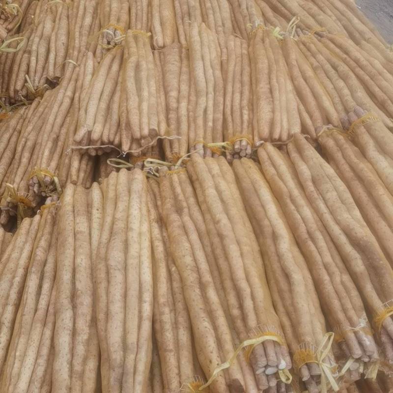 热卖中河北安平山药万亩基地水洗网兜小白嘴山药联系