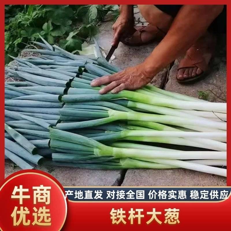 精品铁杆大葱大量上市品质保证量大从优一手货源
