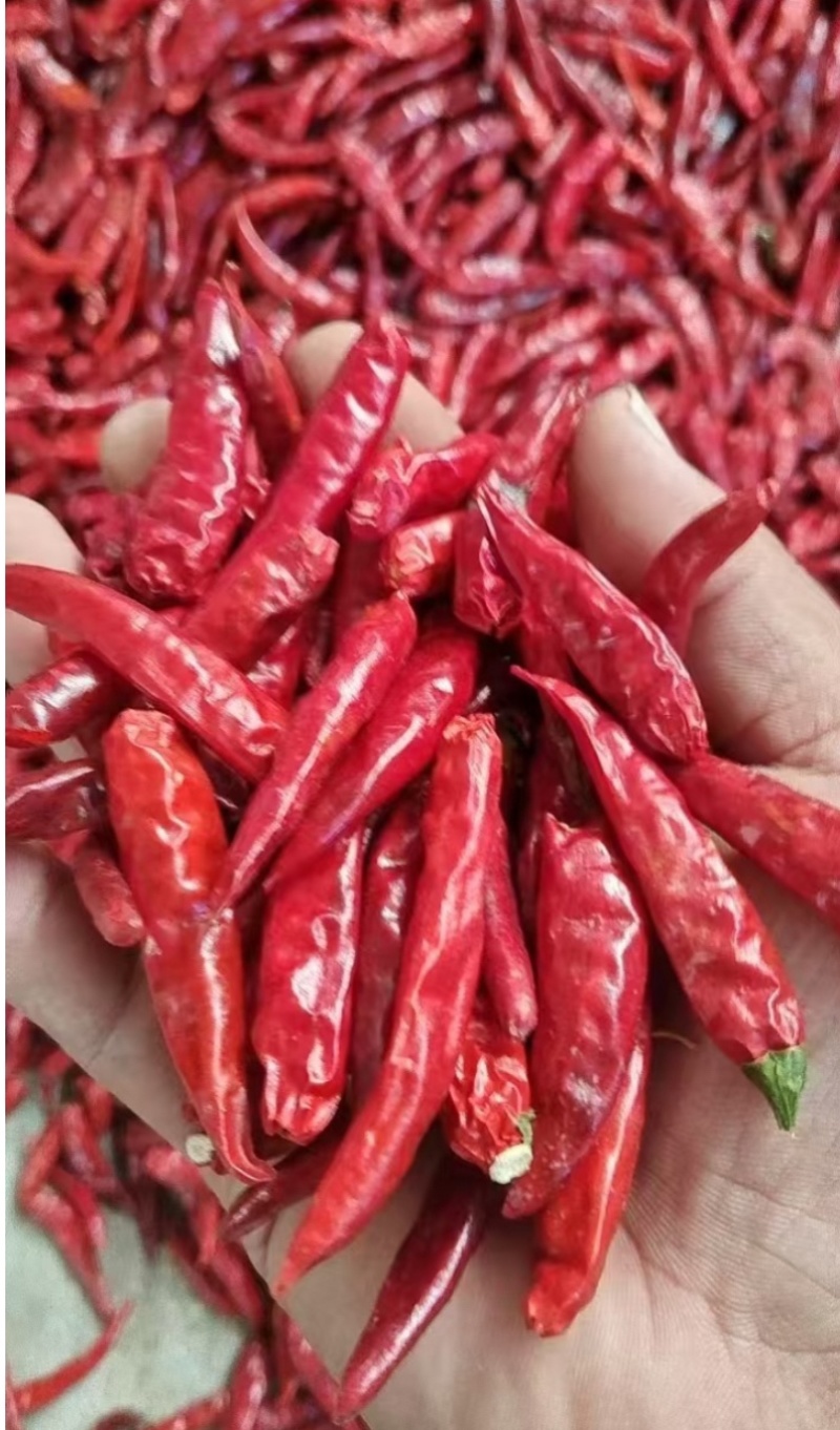 大量供应精品干辣椒，三樱椒，干度好，价格非常合理，诚信