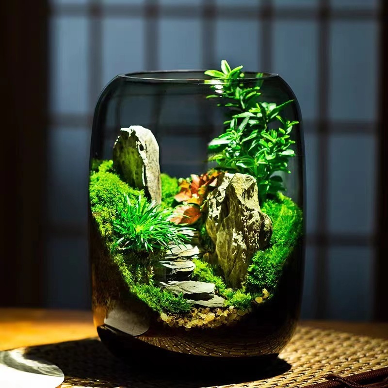 桌面生态微景观，生态瓶，玻璃花房微景观