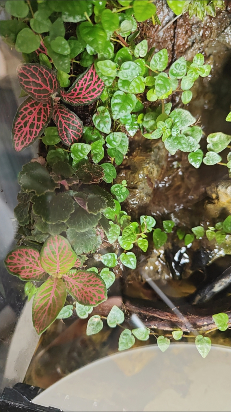 桌面生态微景观，生态瓶，玻璃花房微景观