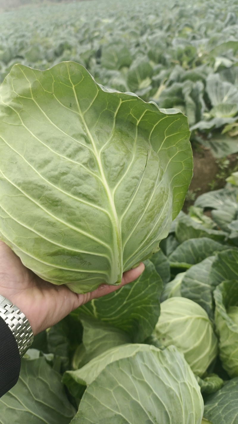 圆包菜甘蓝支持网套装裸包装蛇皮袋包装中甘甘蓝
