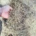 白花蛇舌草野生白花蛇舌草百花蛇舌草舌蛇草