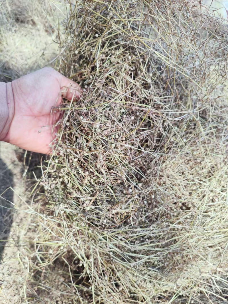 白花蛇舌草野生白花蛇舌草百花蛇舌草舌蛇草