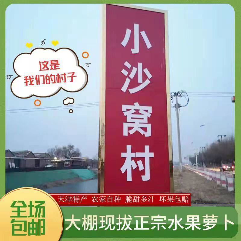 天津正宗沙窝水果萝卜沙窝村