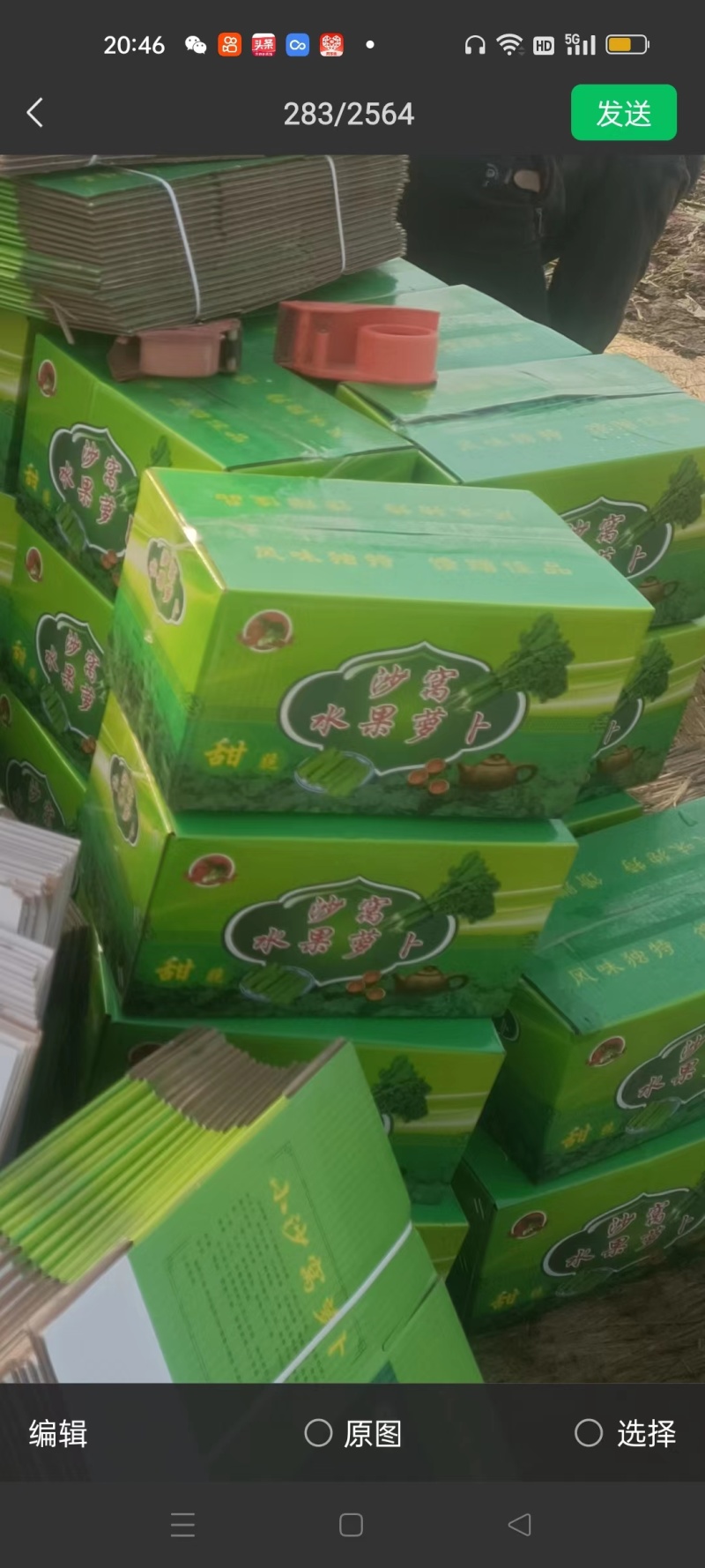 天津正宗沙窝水果萝卜沙窝村