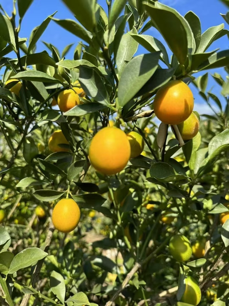 大凉山脆蜜金桔，纯甜口感，金桔，大量供应，