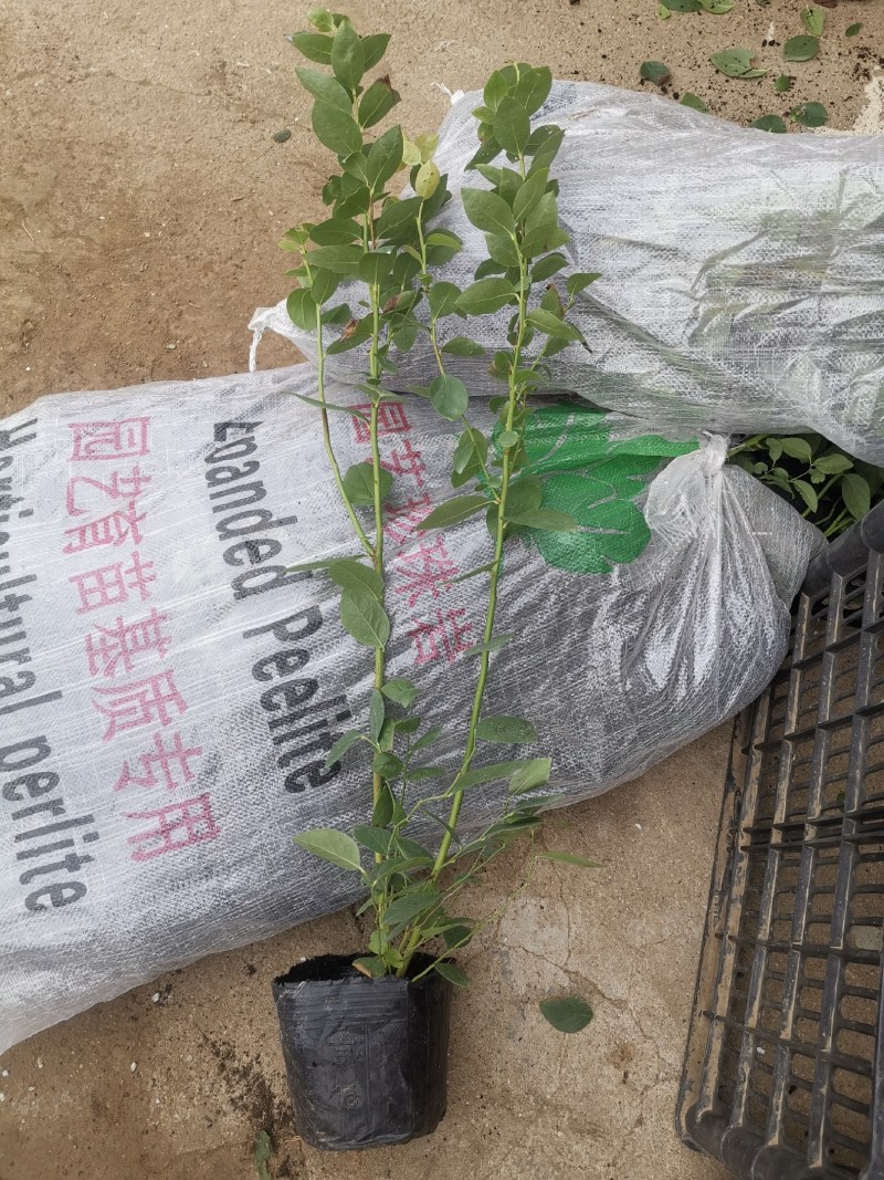 云雀蓝莓营养杯苗哪里的便宜