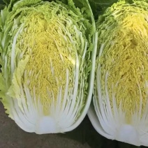 黄心大白菜/质量保证/产区直发/大量有货/货源充足
