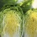 黄心大白菜/质量保证/产区直发/大量有货/货源充足