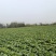 【黄心白菜】河北产地直供质量保证一手货源对接商超市