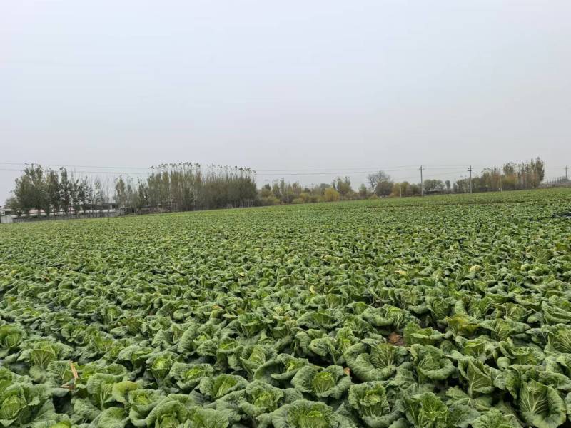 【黄心白菜】河北产地直供质量保证一手货源对接商超市
