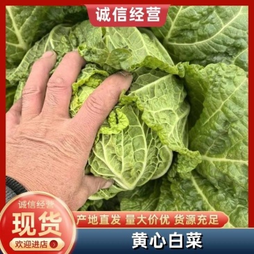 甄选黄心菜优质白菜产地直发大量从