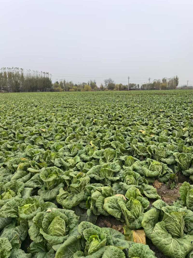 甄选黄心菜优质白菜产地直发大量从