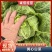 甄选黄心菜优质白菜产地直发大量从