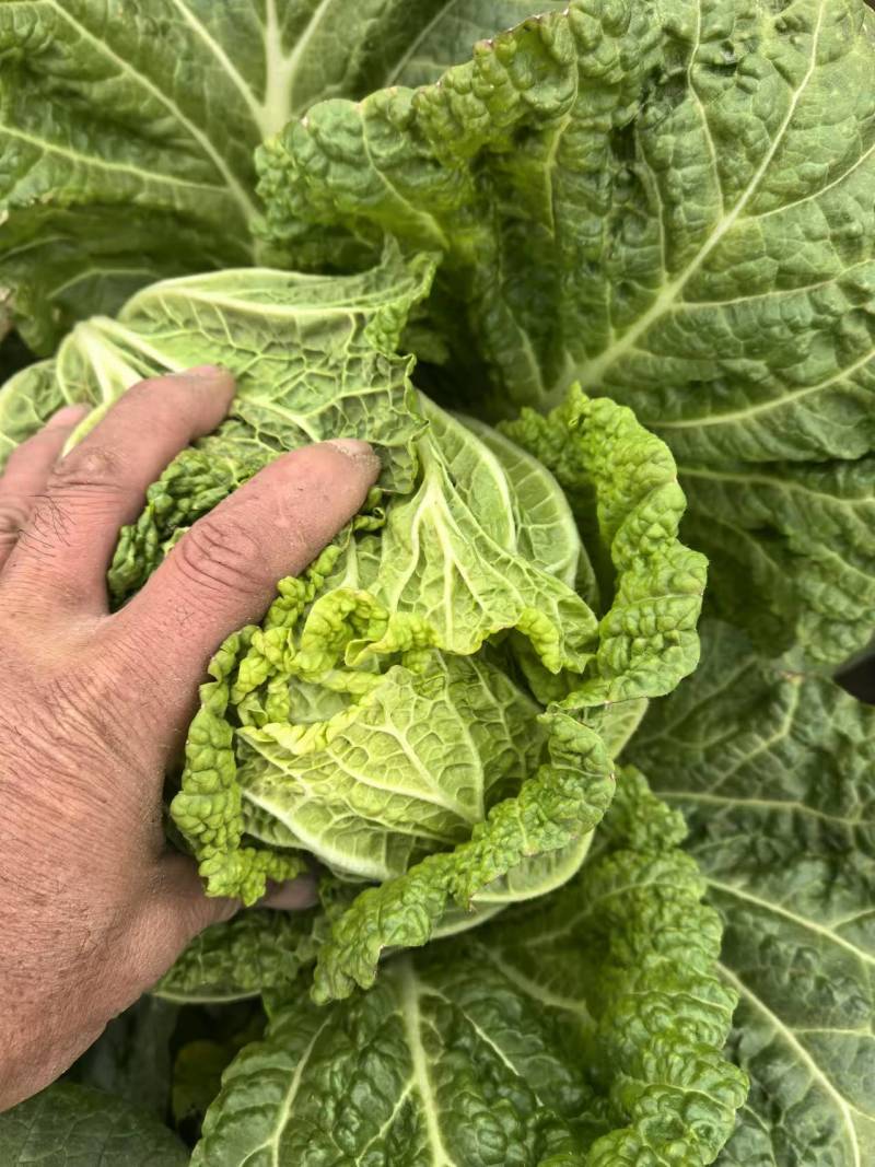 甄选黄心菜优质白菜产地直发大量从