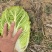 甄选黄心菜优质白菜产地直发大量从