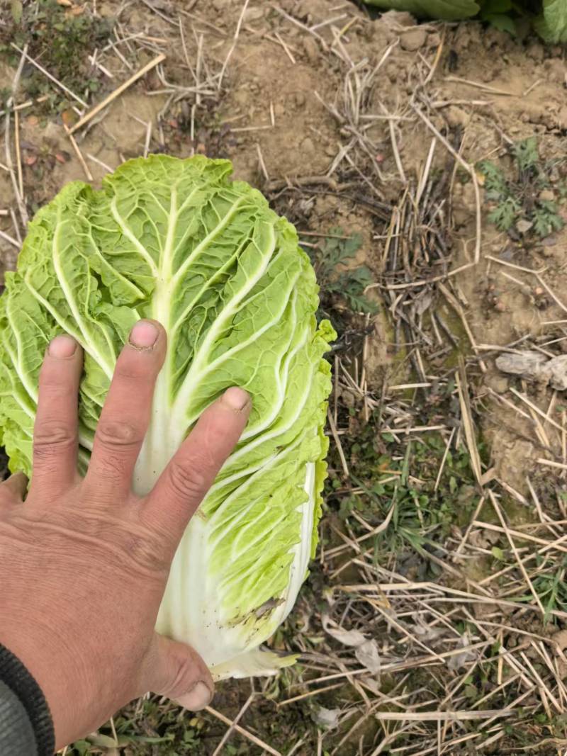 甄选黄心菜优质白菜产地直发大量从