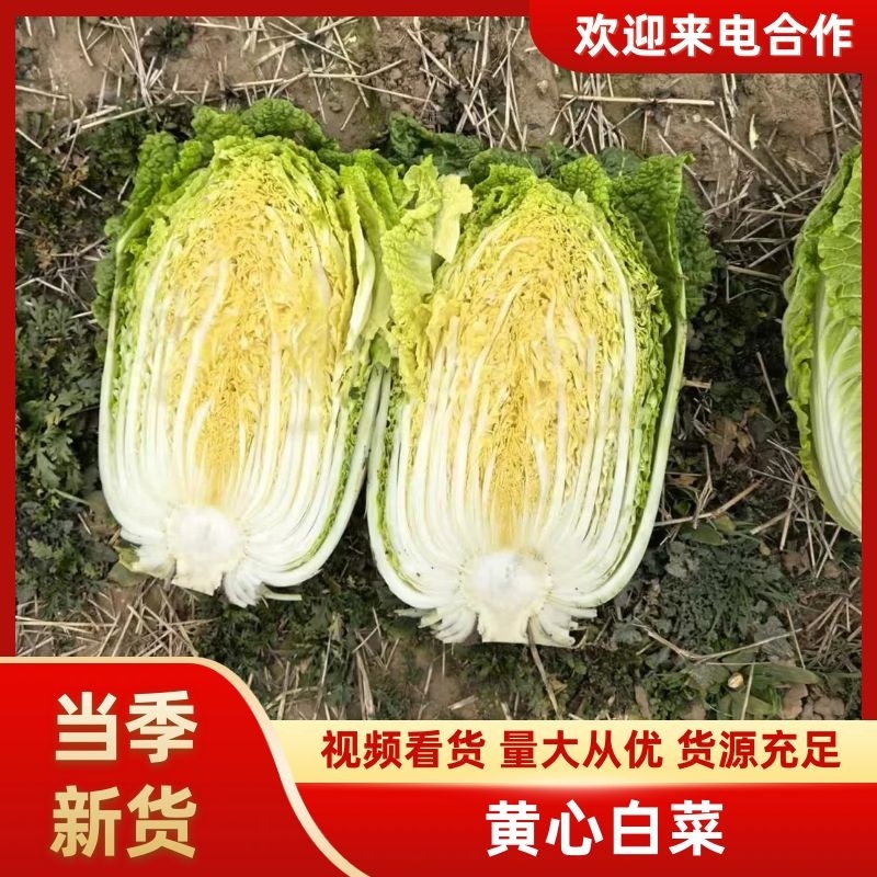 甄选黄心菜优质白菜产地直发大量从