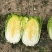 甄选黄心菜优质白菜产地直发大量从