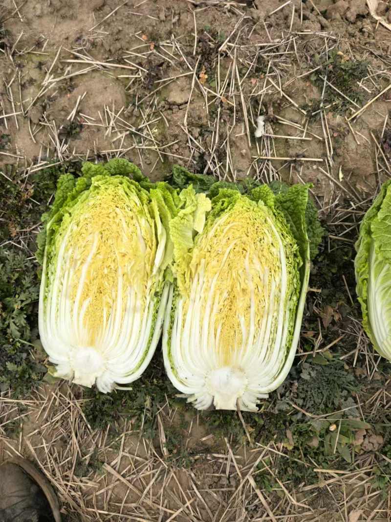 甄选黄心菜优质白菜产地直发大量从