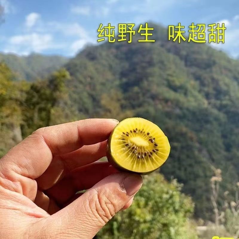 一件代发野生黄心新鲜猕猴桃奇异果当季孕妇应季大果水果