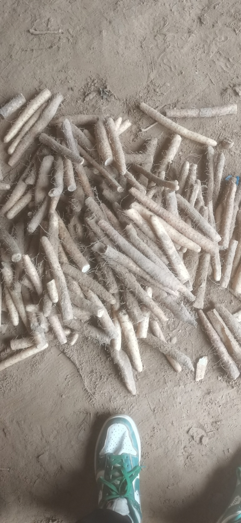 河北小白嘴山药供应全国