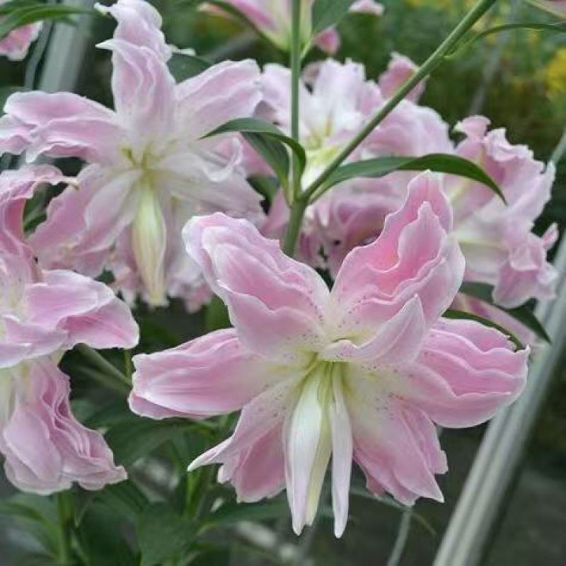荷兰进口香水百合种球，电商，园林，绿化花海，种植，切花，
