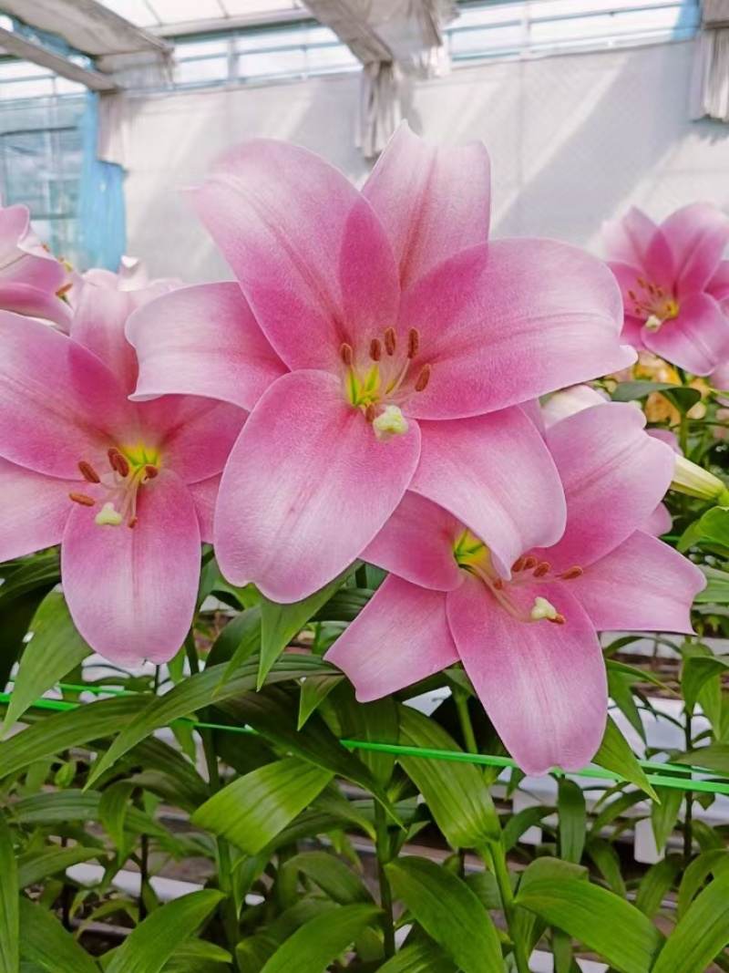 荷兰进口香水百合种球，电商，园林，绿化花海，种植，切花，