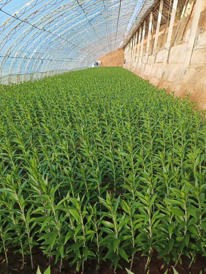 荷兰进口香水百合种球，电商，园林，绿化花海，种植，切花，