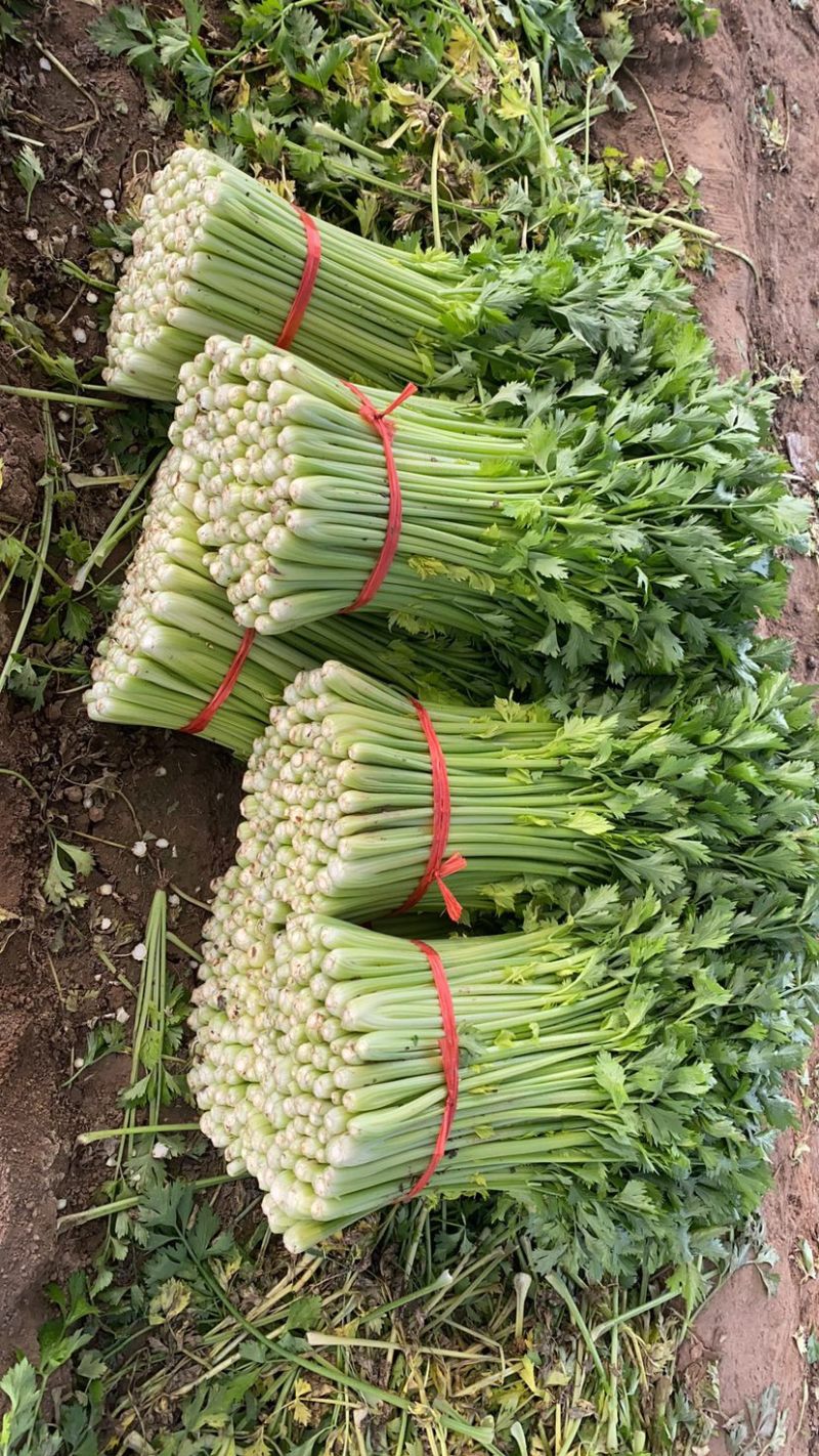 《芹菜》小把小颗毛芹菜/商丘毛芹/大棚种植/一手货源