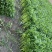 《芹菜》小把小颗毛芹菜/商丘毛芹/大棚种植/一手货源
