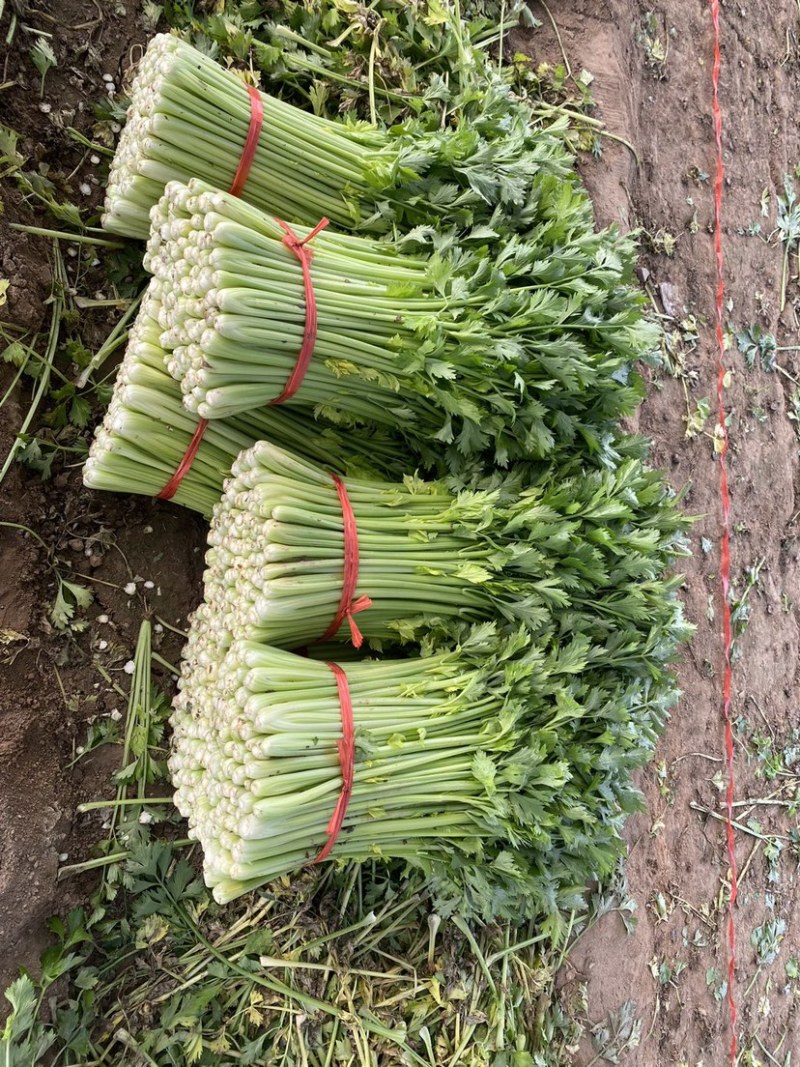 《精品西芹》中小颗芹菜/小捆芹菜/产地批发大量价优