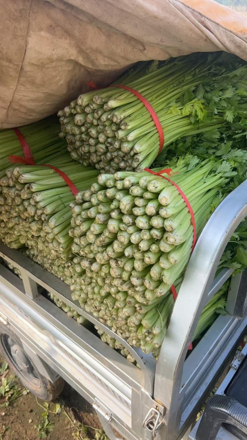 《精品西芹》中小颗芹菜/小捆芹菜/产地批发大量价优