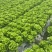 散叶生菜每日出货量30000斤