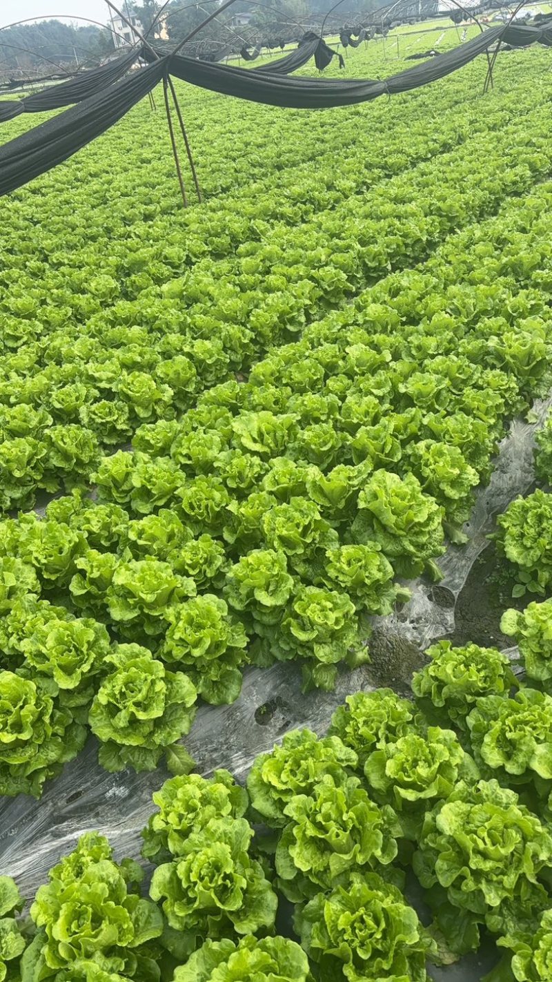 散叶生菜每日出货量30000斤