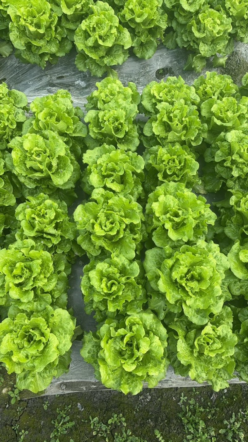 散叶生菜每日出货量30000斤